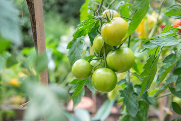 closeup on green tomatoes growing in a vegetable garden among leaves