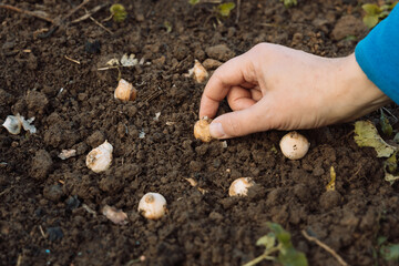 a hand holds a muscari bulb before planting in the ground