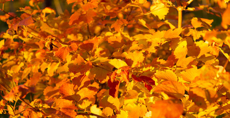 yellow autumn leaves closeup. yellow autumn leaves. autumn season with yellow leaves