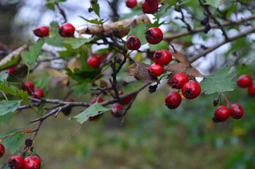 Berry