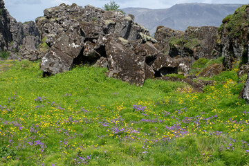 Rocks and wildflowers in Icelands Golden Circle region - 636186559