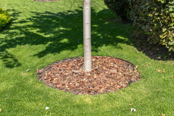 Trunk circles around garden plants are mulched with pine bark as protection from soil drying....