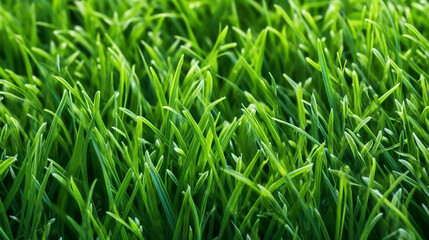 Fototapeta na wymiar closeup of green grass for background