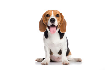 Cute Beagle puppy isolated on white background. 