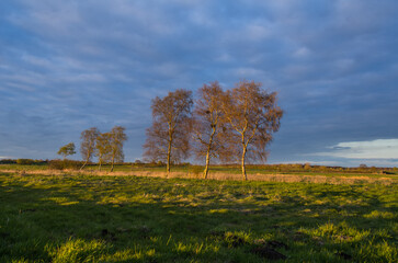 Birken bei Sonnenuntergang und blauem Himmel im Moor, Herbststimmung