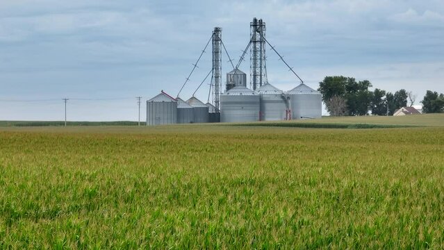 Corn field in tassel during summer with grain elevators in distance. Long aerial zoom and low glide over agriculture field in rural usa.