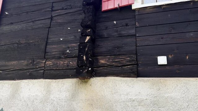 A swarm of bees builds the bees' nest in an old wooden hut. Many bees fly under the wooden beams