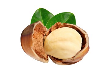 Shea butter. Vitellaria paradoxa. Beautiful open shea nut.