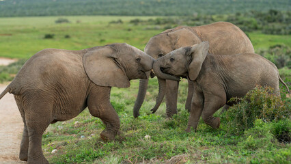 Naklejka na ściany i meble Juvenile elephants playing, Addo Elephant National Park, South Africa