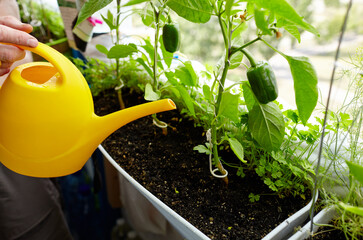 Man gardening in home greenhouse. Men's hands hold watering can and watering the pepper plant