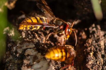 giant hornets are one of the most dangerous because their venom is toxic. But it's rare to find one in North America, so you're very unlikely to run into them.