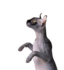 Portrait of a cat of the Don Sphynx breed, standing on its hind legs and licking its lips