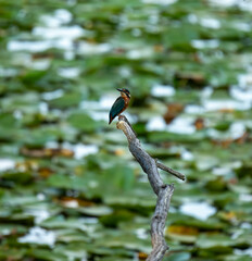 Martin pêcheur - Europe - france