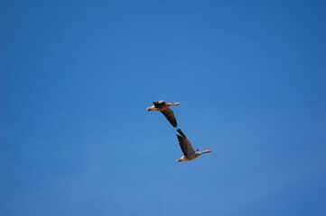 Several Greylag Goose (Anser anser) in flight.