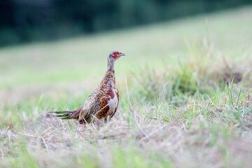 Juvenile male common pheasant (Phasianus colchicus) with incomplete plumage walking across the field
