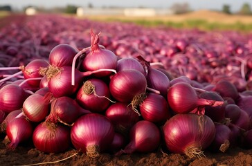 Onion plants on field close up