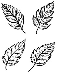 Obraz premium Outlined autumn leaves collection high resolution vector set