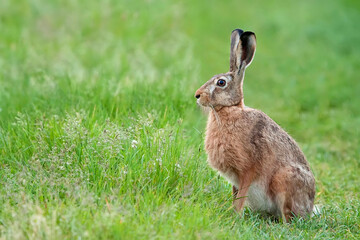 Naklejka na ściany i meble Hare in the grass in the wild