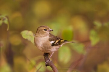 Autumn scene with a Chaffinch female. Fringilla coelebs. Songbird sitting on the branch. Little bird in nature forest habitat, Wildlife scene from nature.