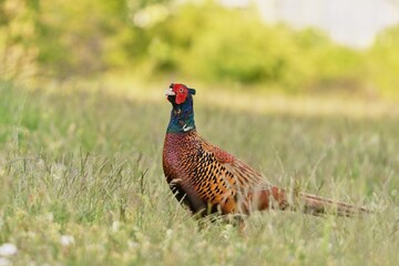 Beautiful common pheasant in the nature habitat. Wildlife scene from nature. Phasianus colchicus