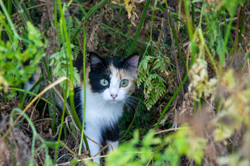 Naklejka na ściany i meble Cachorro de gato de mirada intensa y bonitos ojos entre hierbas.