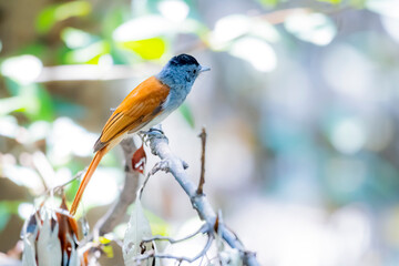 The Paradise-flycatcher on a branch