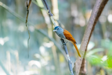The Paradise-flycatcher on a branch