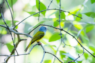 The Grey-headed Canary-flycatcher on a branch