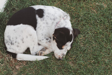 panda dog sleeping on the grass