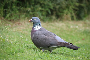 Common Wood Pigeon (Columba palumbus), Badby, Northamptonshire, U.K.