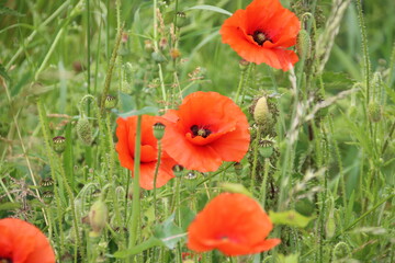 Common Poppy (Papaver rhoeas), Tilney All Saints, Norfolk, U.K.