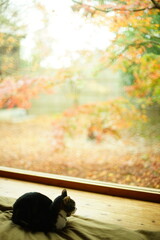 日本庭園の紅葉を眺めるキジ猫