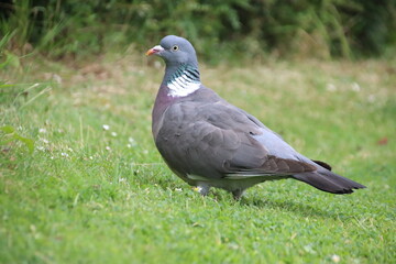 Common Wood Pigeon (Columba palumbus), Badby, Northamptonshire, U.K.
