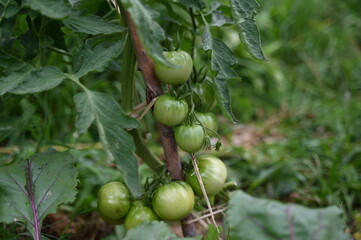 Tomates au potager