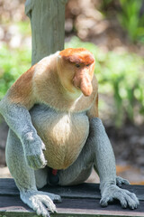 The proboscis monkey (Nasalis larvatus) or long-nosed monkey is a reddish-brown arboreal Old World...