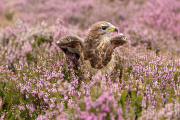 Close up of an adult Buzzard stood amongst colourful pink heather on managed grouse moorland in Nidderdale, North Yorkshire, UK. Scientific name: Buteo Buteo.  Horizontal.  Copy Space.