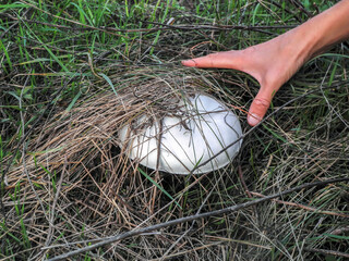 Large champignon in dry grass, comparison with hand