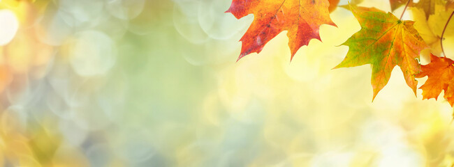 Defocused colorful bright autumn ultra wide panoramic background with blurry red yellow and orange...