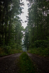 Moody calm path in a forest
