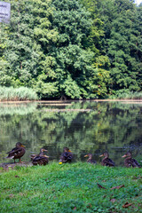 Six ducks chilling near a pond