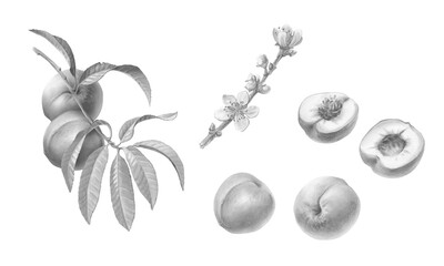 Hand Drawn Black and White Pencil Illustration of Peaches on a Branch, Peach Tree Flowers and Ripe Peaches Isolated on White