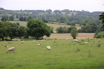 Rural scene near the village of Badby, Northamptonshire, U.K.