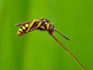 A bee sleeping. Nomad and Related Cuckoo Bees. Genus Nomada. 