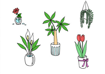 観葉植物b.カラー