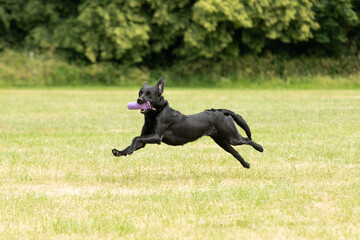 Gundog training around water