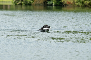 Gundog training around water