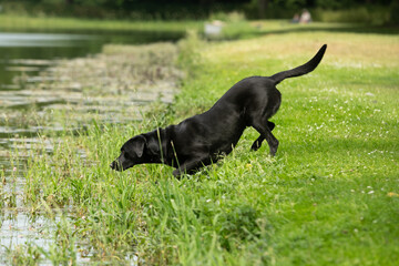 Gundog training around water