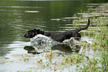 Gundog training around water