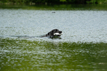 Naklejka premium Gundog training around water