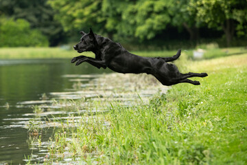 Gundog training around water